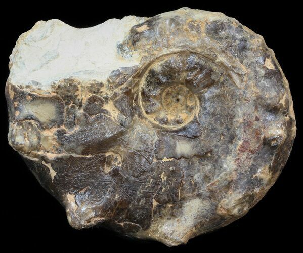 Mammites Ammonite - Goulmima, Morocco #44648